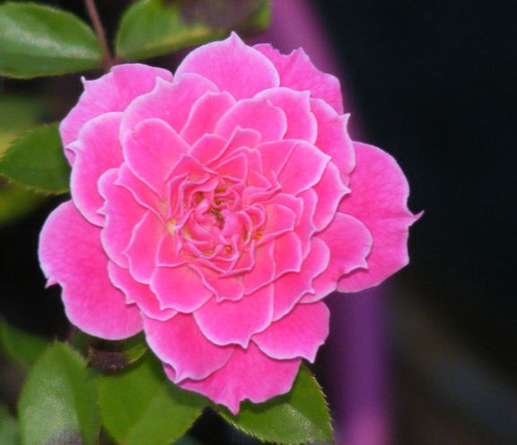 Marriotta photo mar2014_06140071_zps3482a833.jpg